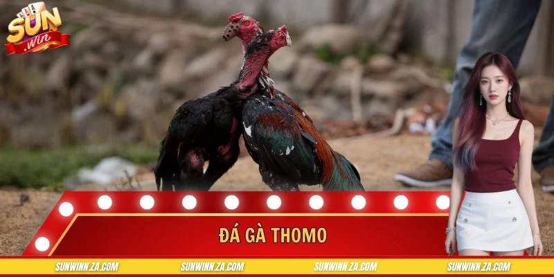 Đá Gà Thomo - Hòa Mình Vào Những Trận Đấu Live Kịch Tính